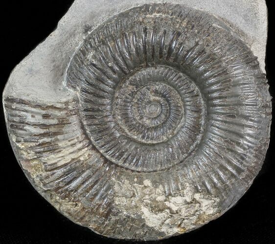 Dactylioceras Ammonite - UK #42627
